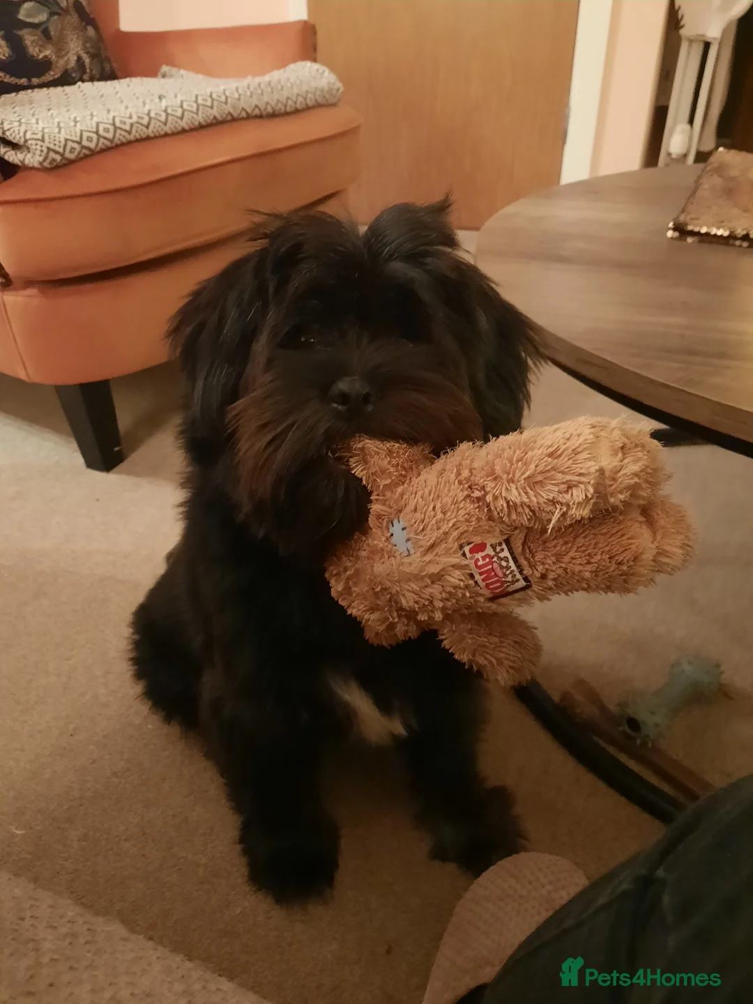 Mixed Breed dogs for sale: 💖 Lovely Little Charlie x - Advert 2