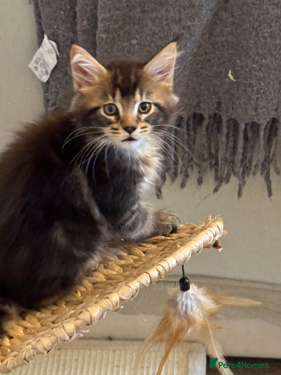 Maine Coon cats for sale: BEAUTIFUL PURE BREED MAINE COON KITTENS - Advert 3