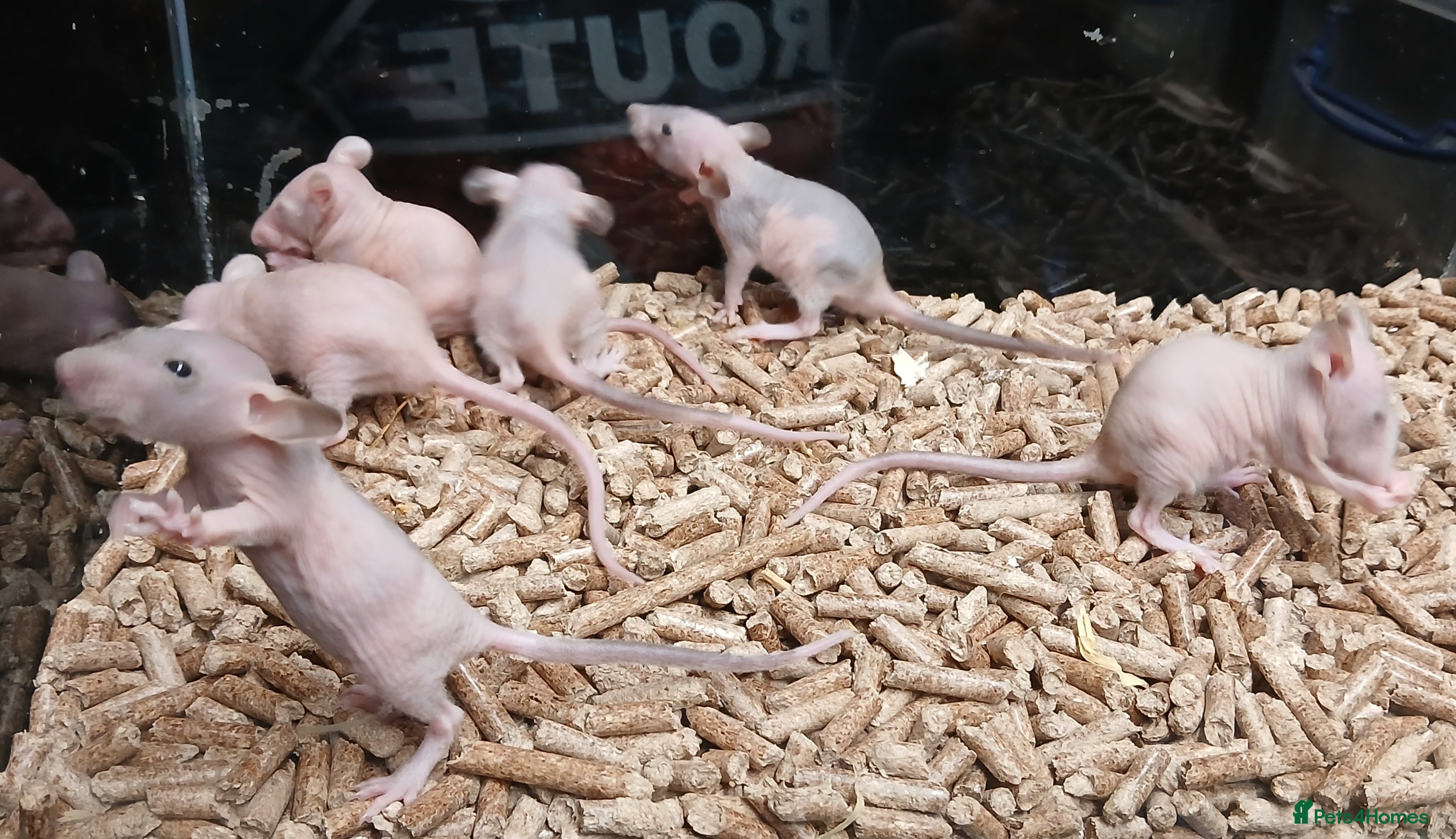 Rat rodents Baby Naked Dumbo Rat&#x27;s - Advert 4