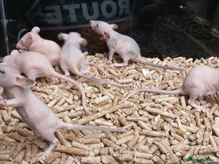 Rat rodents Baby Naked Dumbo Rat's - Advert 5