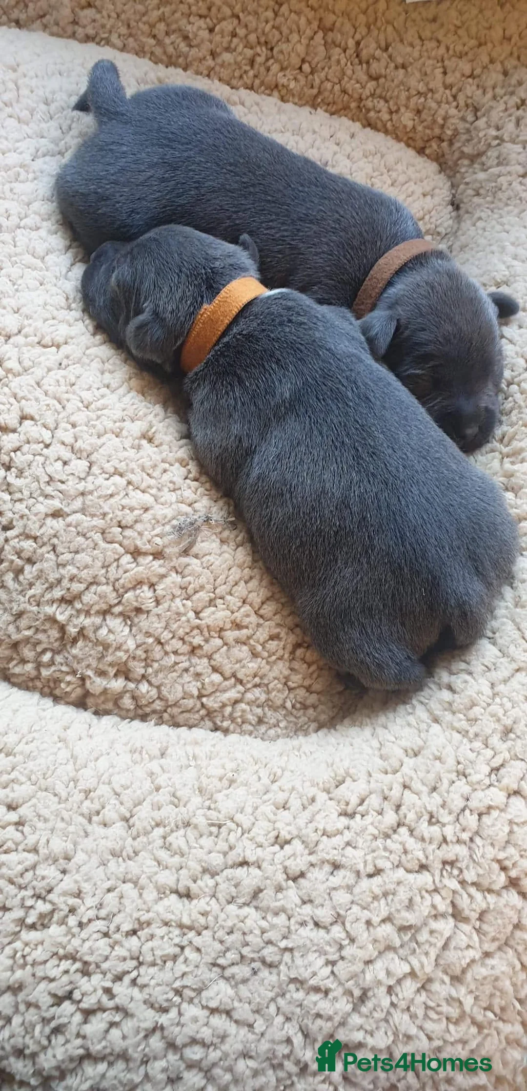 Staffordshire Bull Terrier dogs for sale: KC Registered Blue Staffy Puppy in London - Advert 13