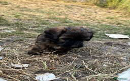 Shihpoo dogs for sale: 4 shihpoo males  in Telford - Image 36