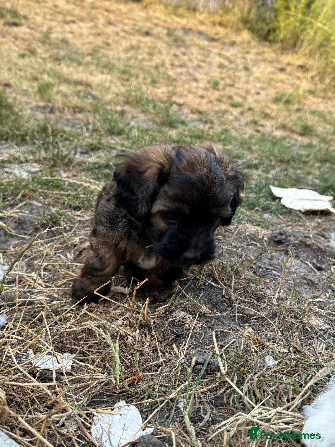 Shihpoo dogs for sale: 4 shihpoo males  in Telford - Image 36