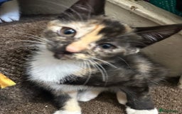 Mixed Breed cats for sale: Playful Kittens 🐾 (Please Read Description) - Image 2
