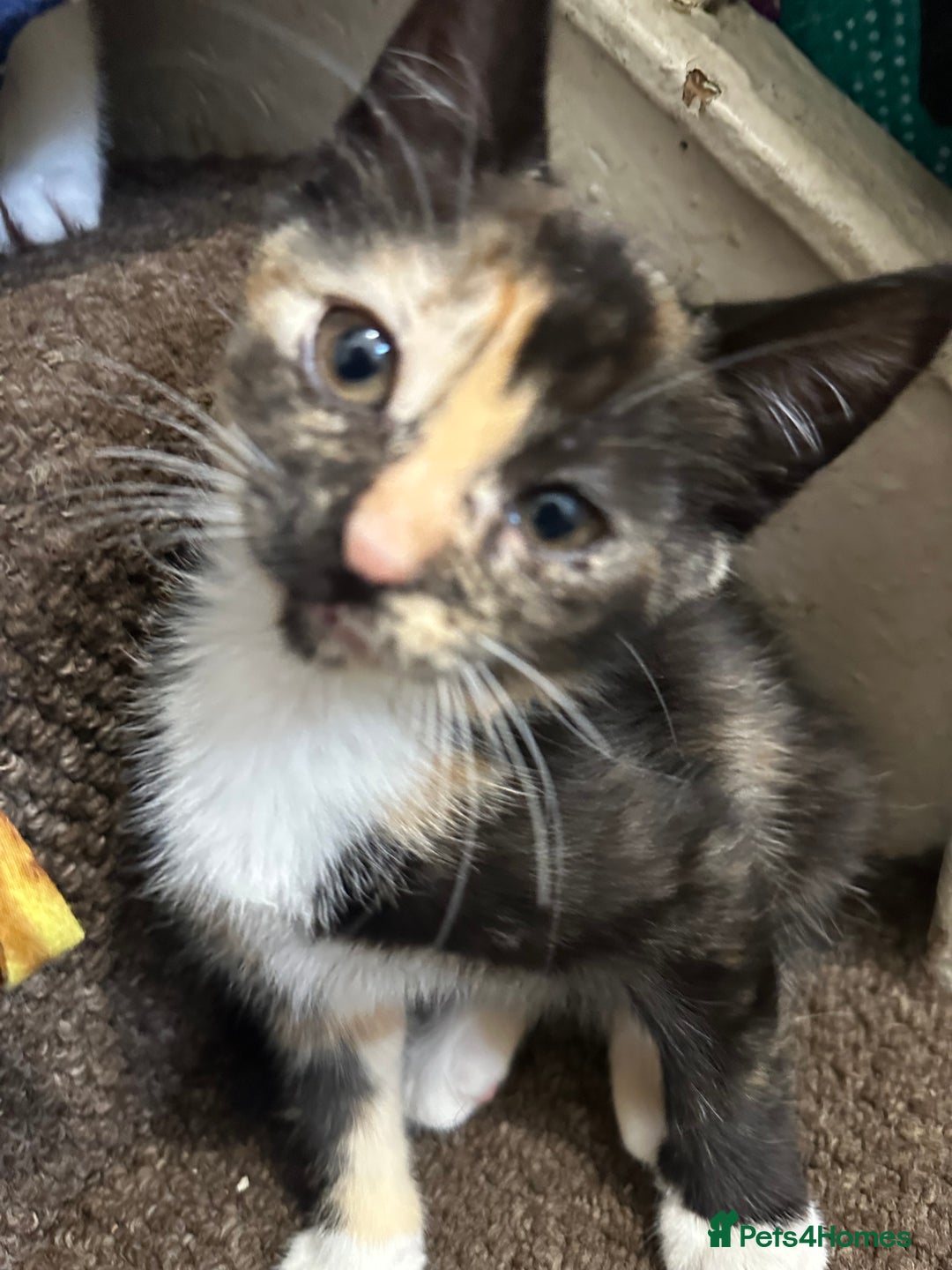 Mixed Breed cats for sale: Playful Kittens 🐾 (Please Read Description) - Image 2