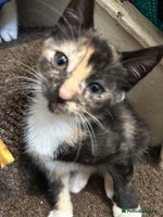 Mixed Breed cats - Advert 4