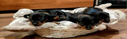 Dachshund dogs for sale: Stunning KC Miniature dachshunds - Advert 1