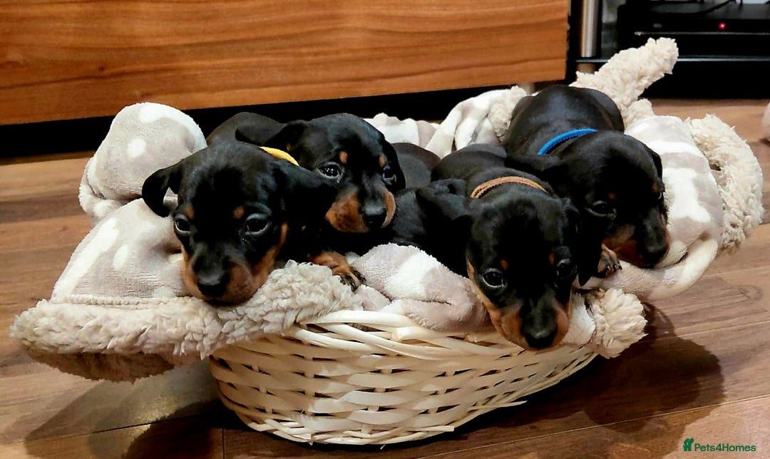 Dachshund dogs for sale: Stunning KC Miniature dachshunds - Advert 1