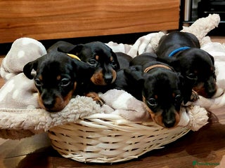 Dachshund dogs Stunning KC Miniature dachshunds - Advert 3