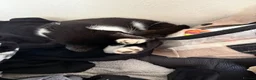 Mixed Breed cats for sale: 9 month old roughly siblings  - Advert 11
