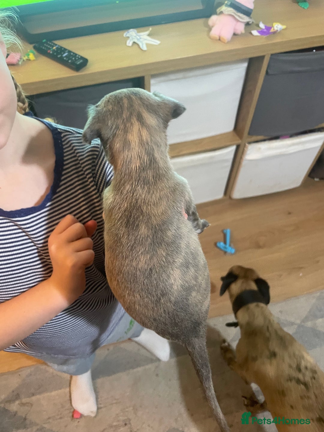 Whippet dogs for sale: Adorable home bred KC whippets - Image 28