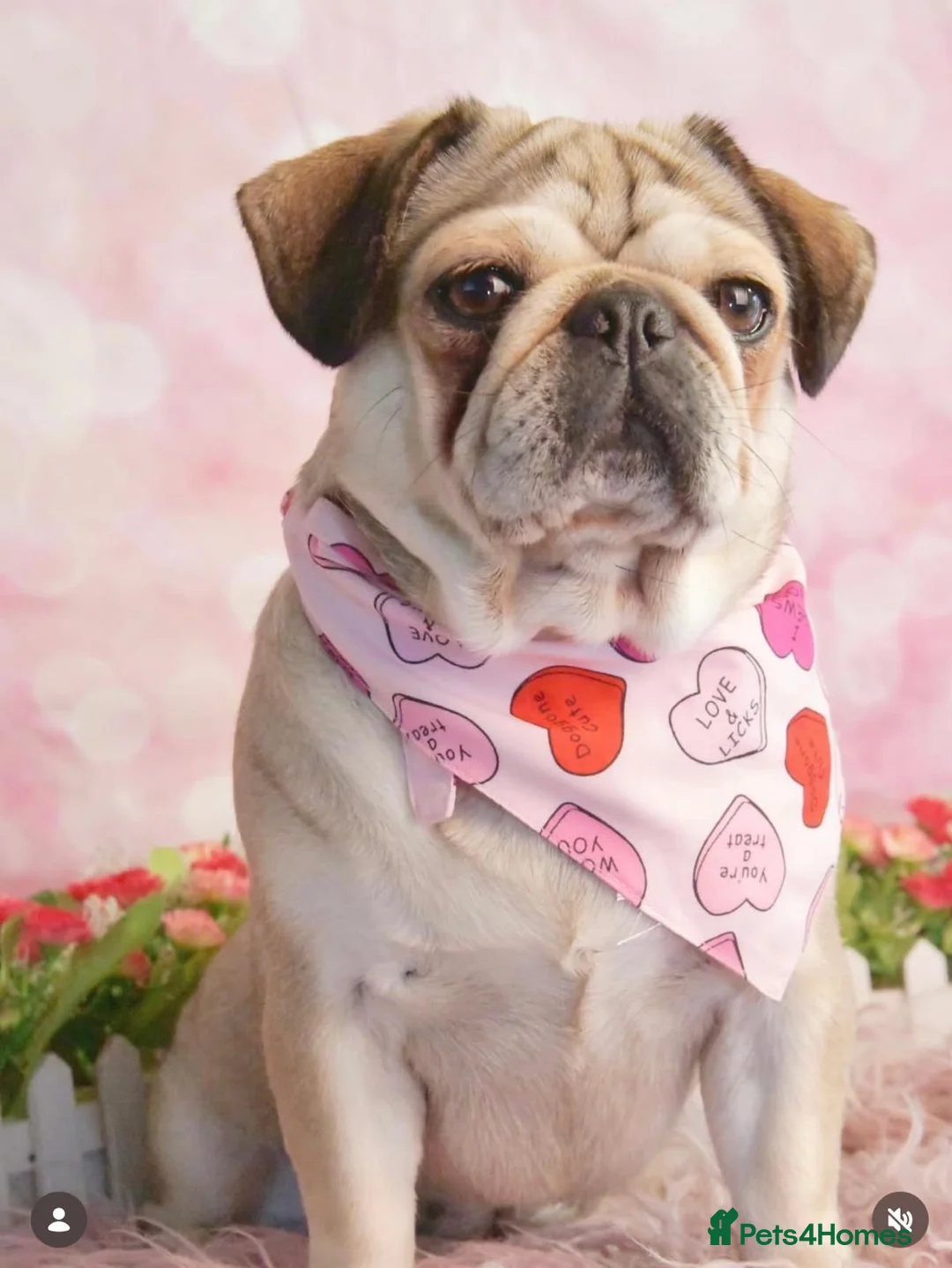 Pug dogs for sale: KC REGISTERED PUG PUPPY ( PADDINGTON ) - Advert 9