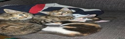 Bengal cats for sale: 3 beautiful part bengal kittens - Advert 5