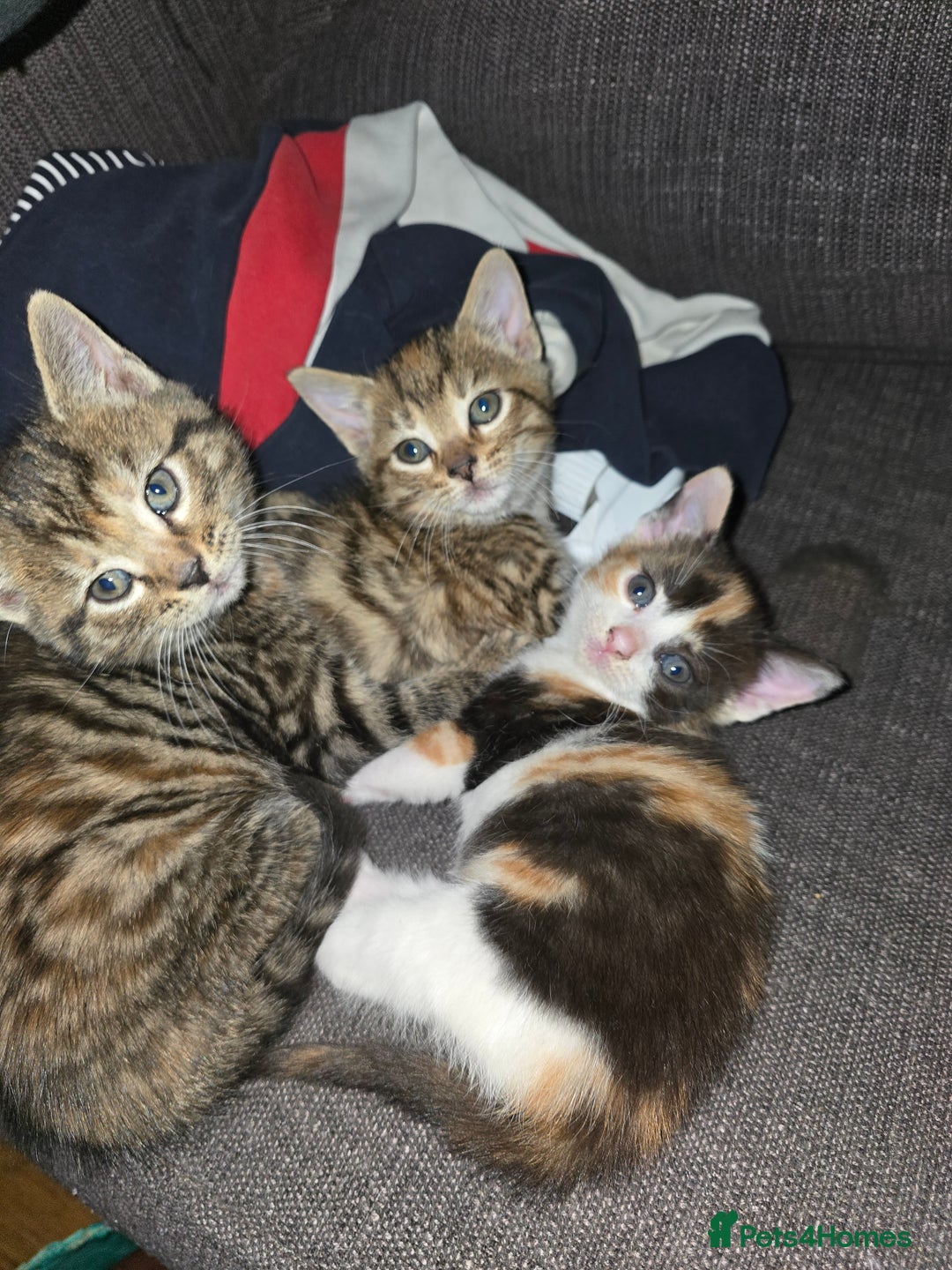 Bengal cats for sale: 3 beautiful part bengal kittens - Advert 5