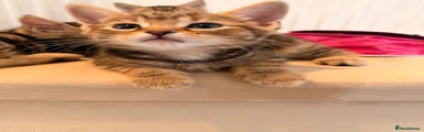 Female kitten (haerin)