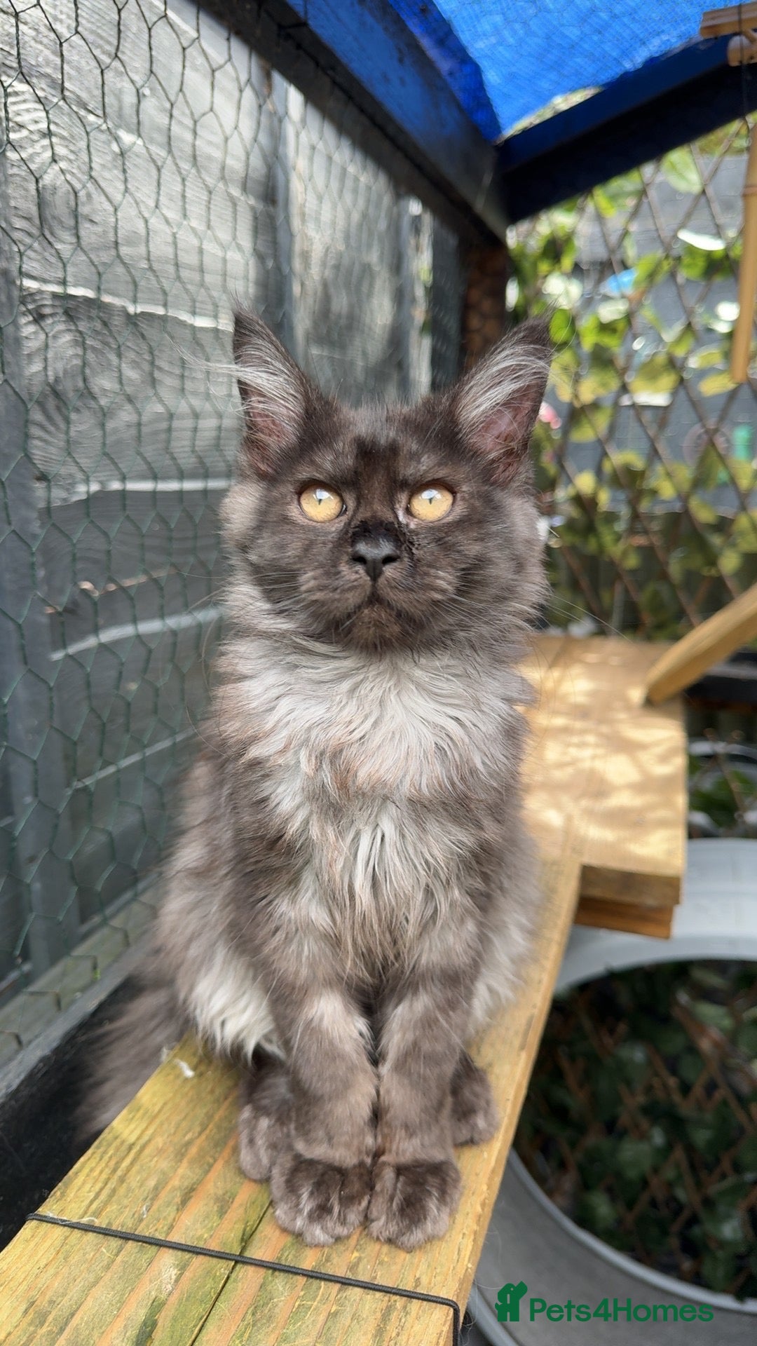Maine Coon cats for sale: TICA registered Russian Mainecoon kittens - Advert 1