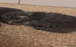 Mixed Breed cats for sale: Three Gorgeous Kittens - Image 20