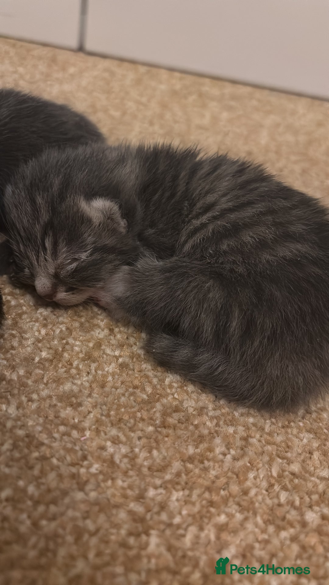 Mixed Breed cats for sale: Three Gorgeous Kittens - Image 20