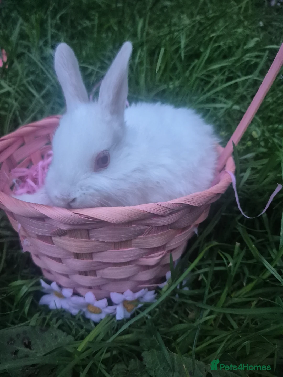 Mixed Breed rabbits for sale: Beautiful baby new zealand white bunnies - Advert 5