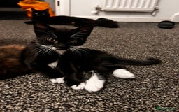 Mixed Breed cats for sale: Beautiful Kittens Looking for a Loving Home 🐾 - Image 4