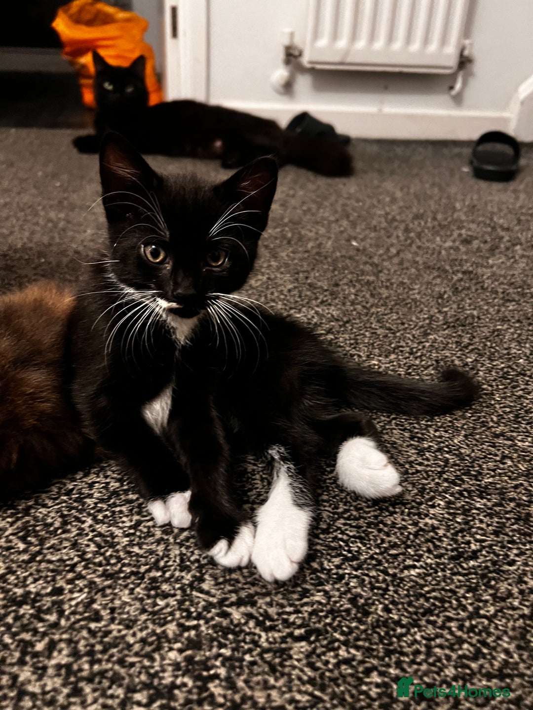 Mixed Breed cats for sale: Beautiful Kittens Looking for a Loving Home 🐾 - Image 4