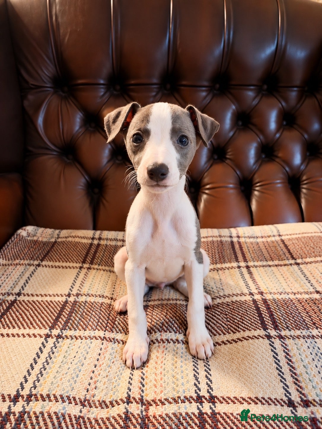 Whippet dogs ✨ EXCEPTIONAL PEDIGREE WHIPPETS  - Advert 2