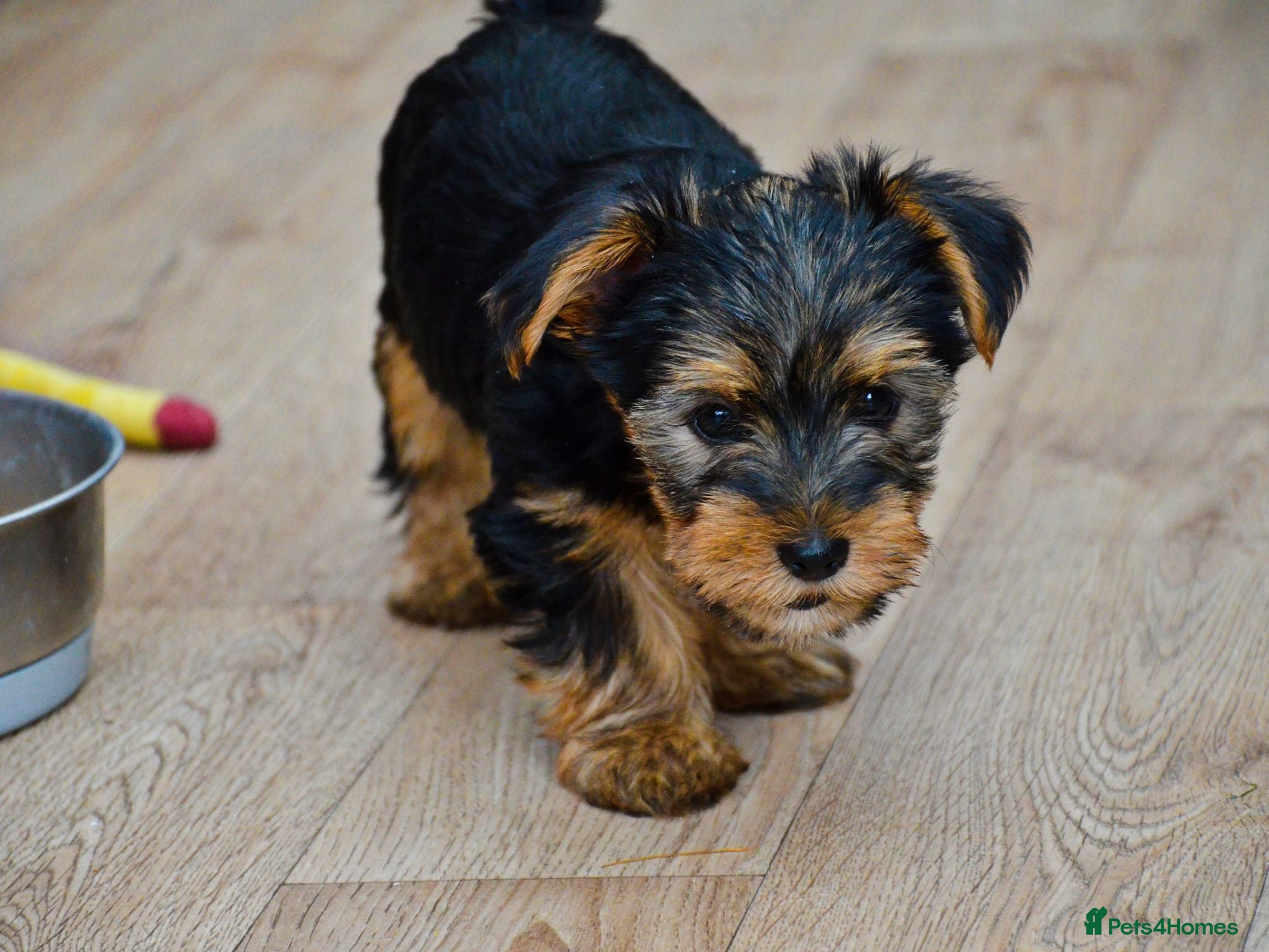 Yorkshire Terrier dogs Purebred Baby Girl Yorkshire Terrier Vaccinated - Advert 1