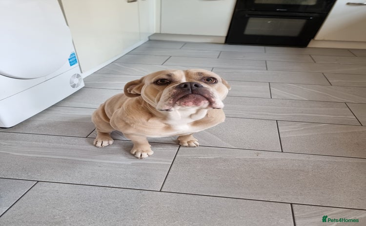 Olde English Bulldogge dogs - Advert 7