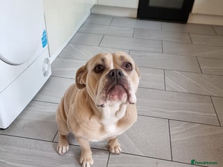 Olde English Bulldogge dogs - Advert 6