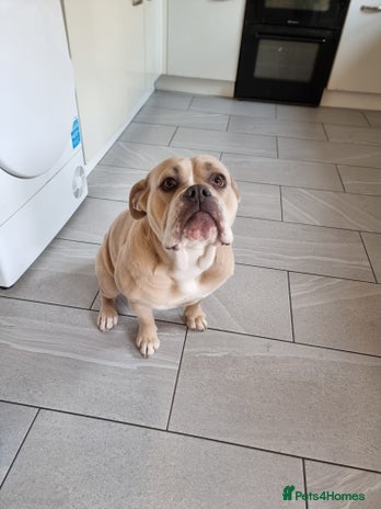 Olde English Bulldogge dogs - Advert 7