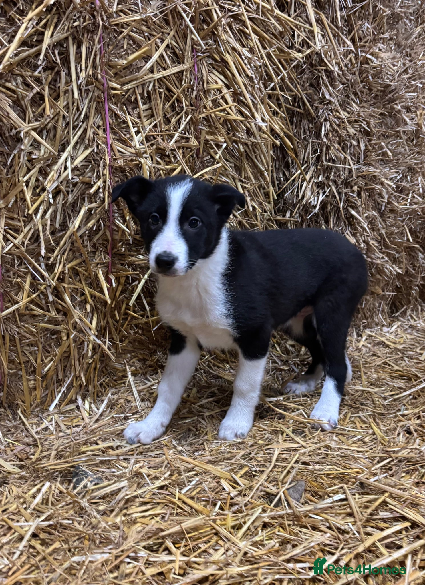 Border Collie dogs Beautiful Border Collie puppies  - Advert 1