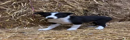Border Collie dogs for sale: Beautiful Border Collie puppies  - Advert 1