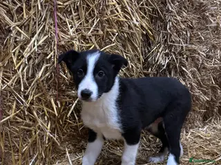 Border Collie dogs Beautiful Border Collie puppies - Advert 1