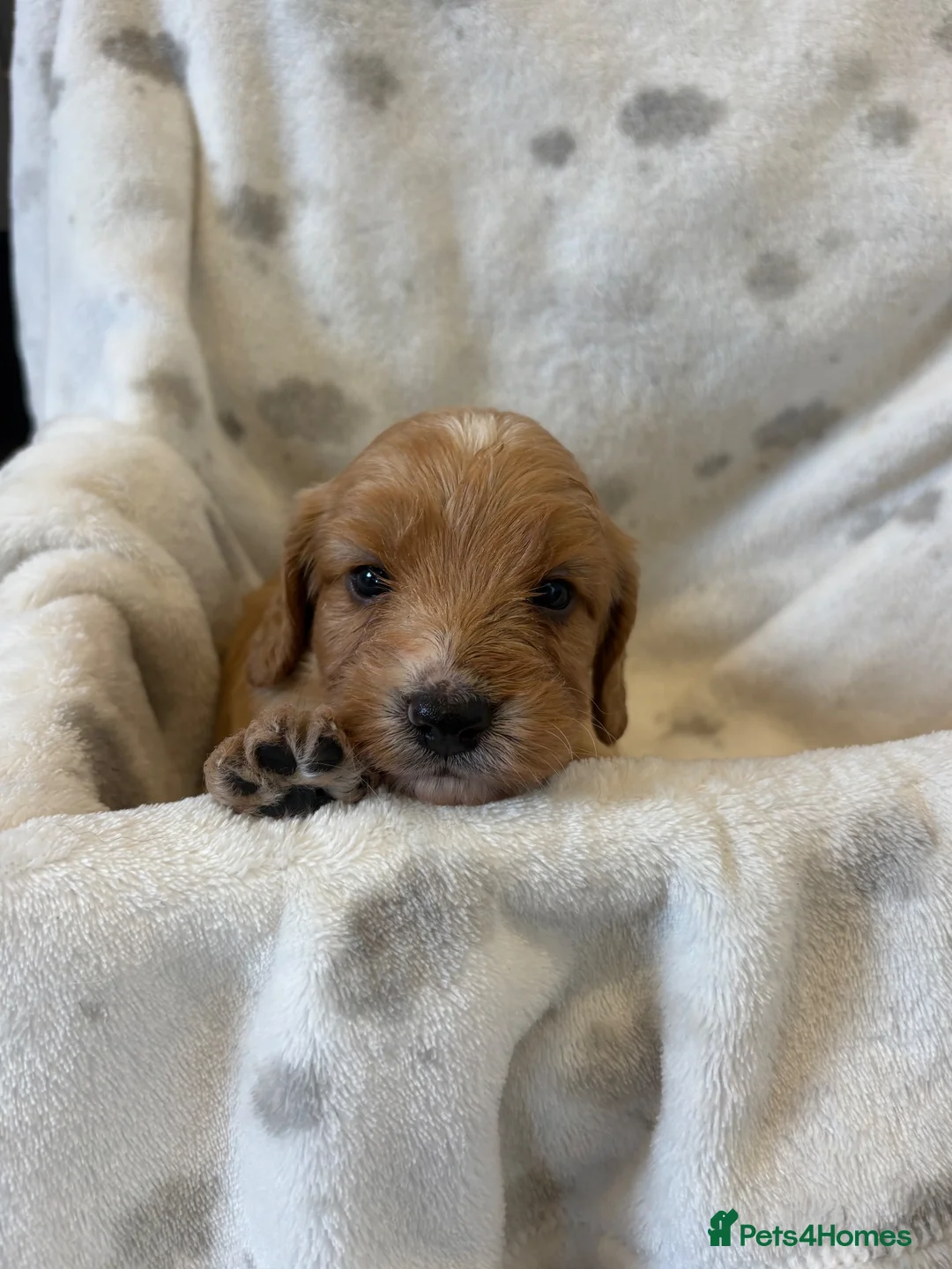 Cockapoo dogs for sale: F1 cockapoo puppies - amazing colours and markings - Advert 1