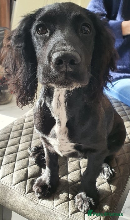Cocker Spaniel dogs 8 month old male cocker spaniel - Advert 1