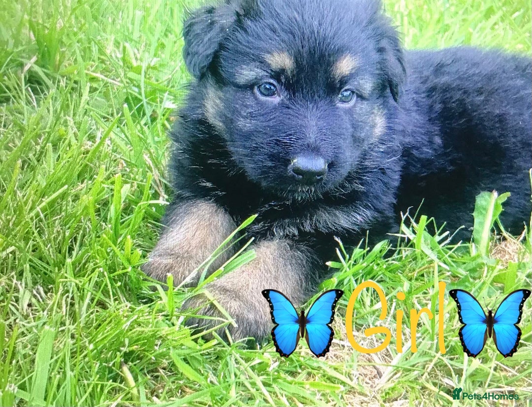German Shepherd dogs for sale: chunky longhaired GSD pups for sale - Advert 6