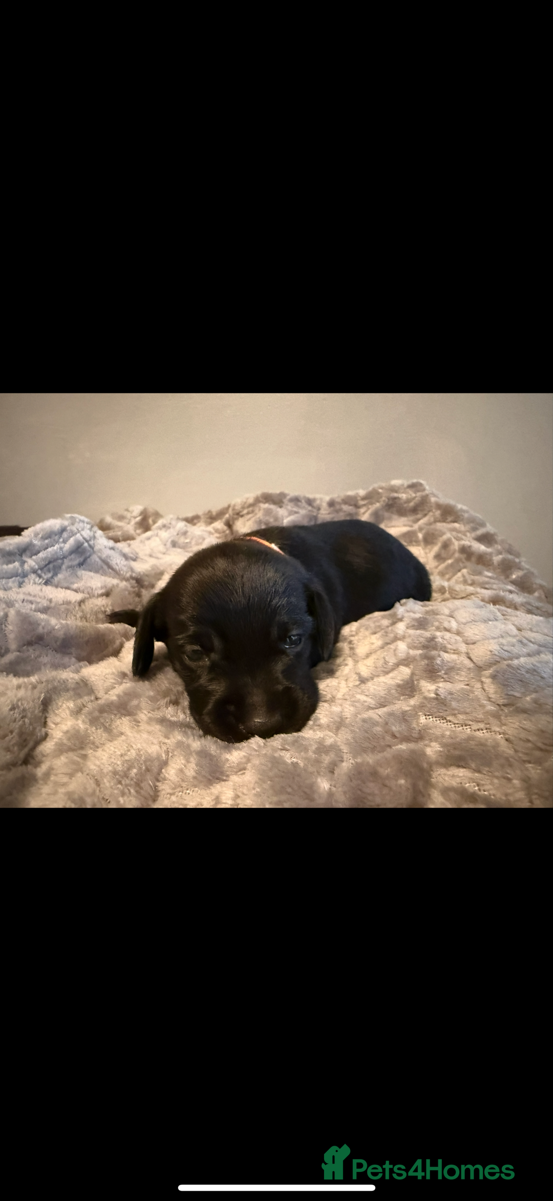 Mixed Breed dogs for sale: Litter of Jackapoo cross Dachshund puppies  - Image 4