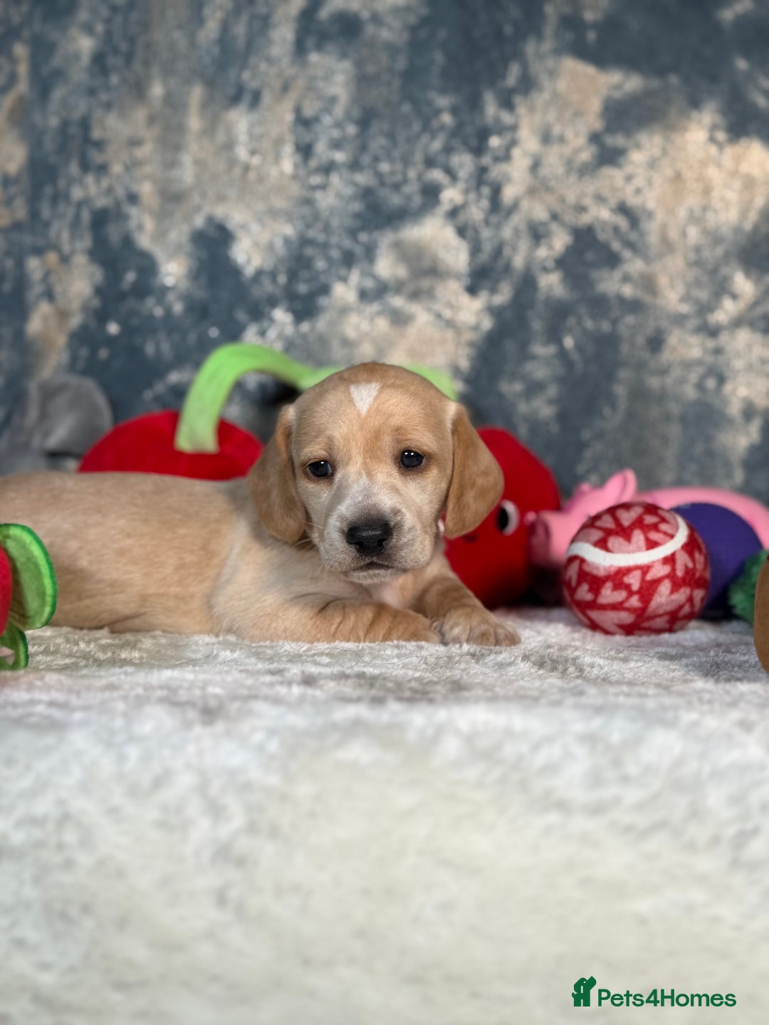 Miniature Dachshund dogs for sale: Miniature Dachshund Puppies🤎 - Advert 4