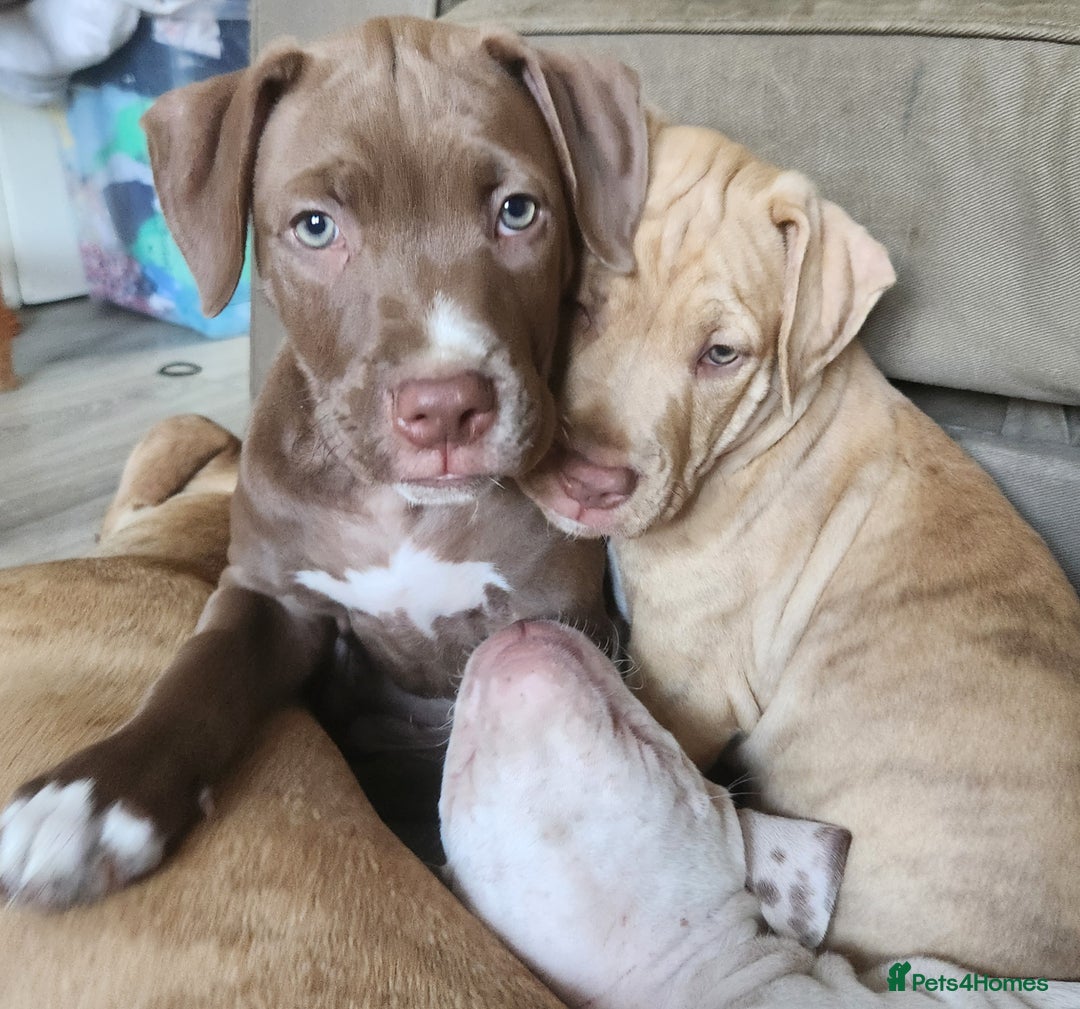 Mixed Breed dogs for sale: Bully Mix pups ‼️Reduced‼️ in Dagenham - Image 24