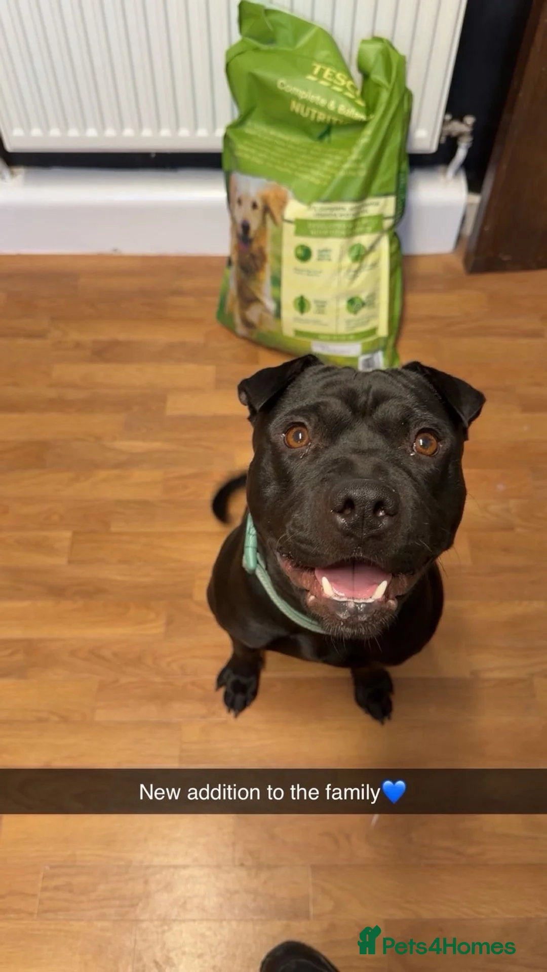Mixed Breed dogs for sale: Staffy x shar pei  - Advert 1