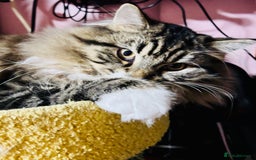 Scottish Fold cats for sale: Scotich fold long hair  - Image 1