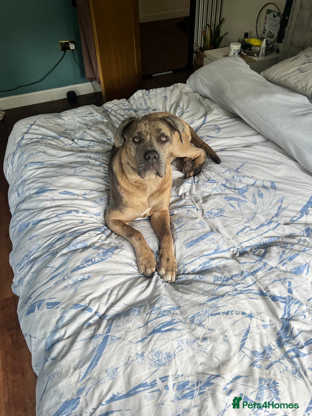 Mixed Breed dogs for sale: Lilly looking for a forever home  - Advert 6
