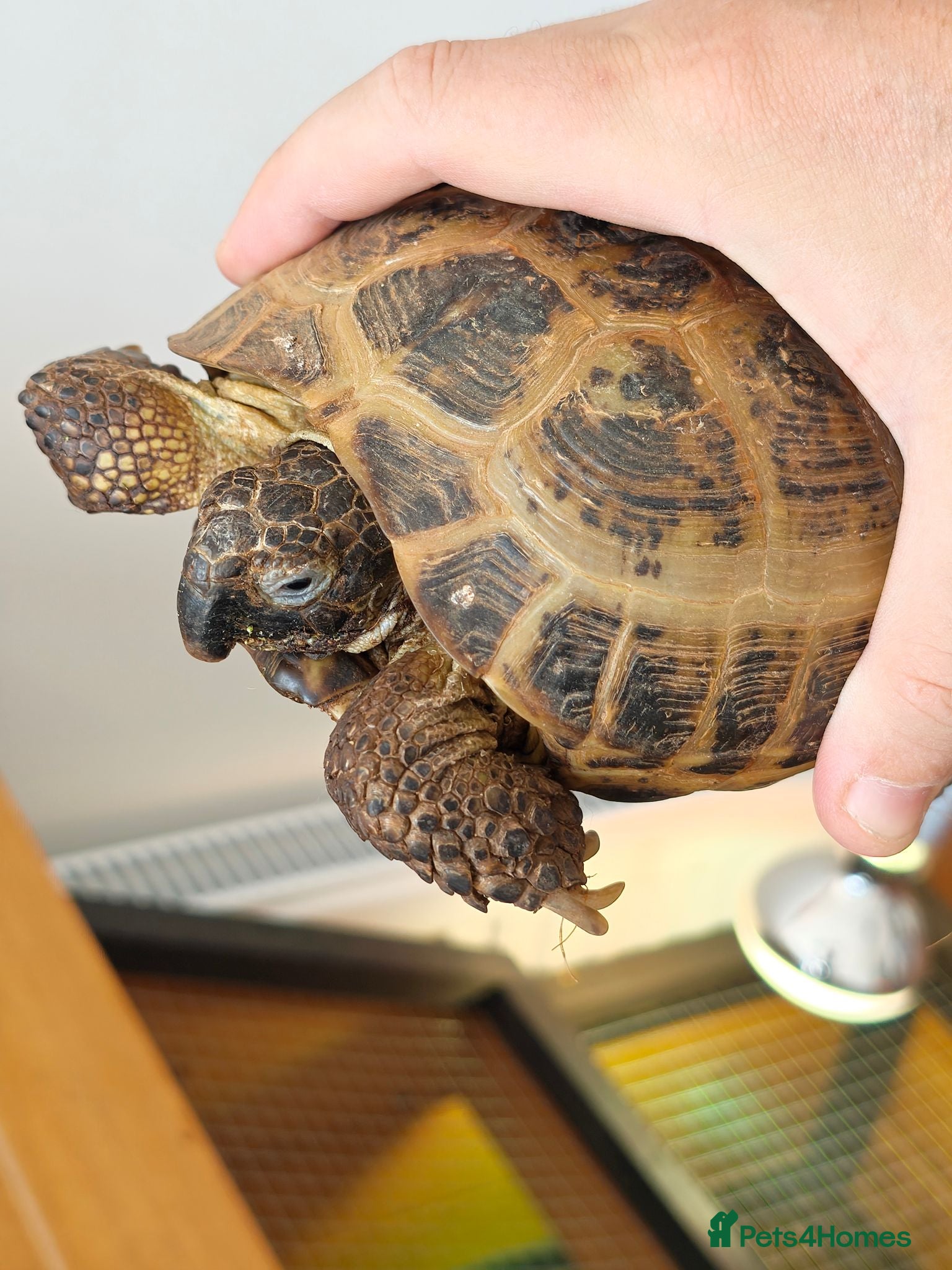 Tortoise reptiles Horsefield Tortoise  - Advert 2