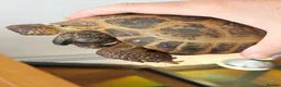 Tortoise reptiles for sale: Horsefield Tortoise  in Newquay - Advert 1
