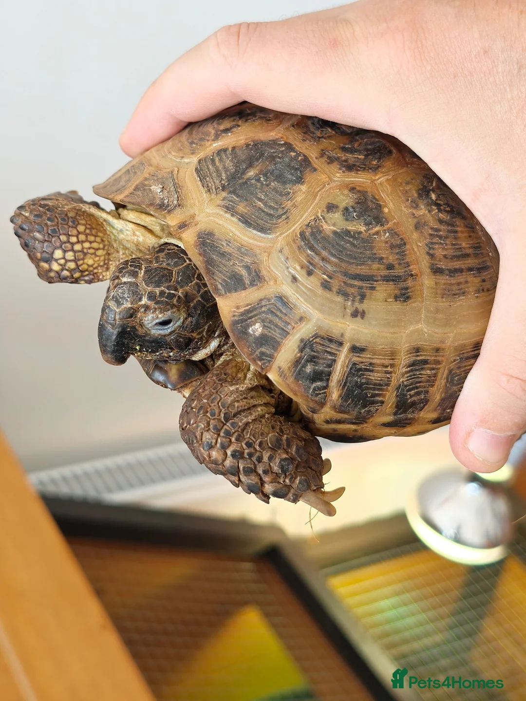 Tortoise reptiles for sale: Horsefield Tortoise  in Newquay - Advert 1