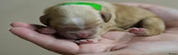 Cocker Spaniel dogs for sale: Working cocker spaniel puppies KC reg. 5 star   - Advert 9