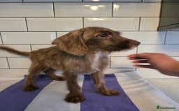Labradoodle dogs for sale: £550 unreal pups 😊 F1 miniature labradoodles in South Shields - Image 6