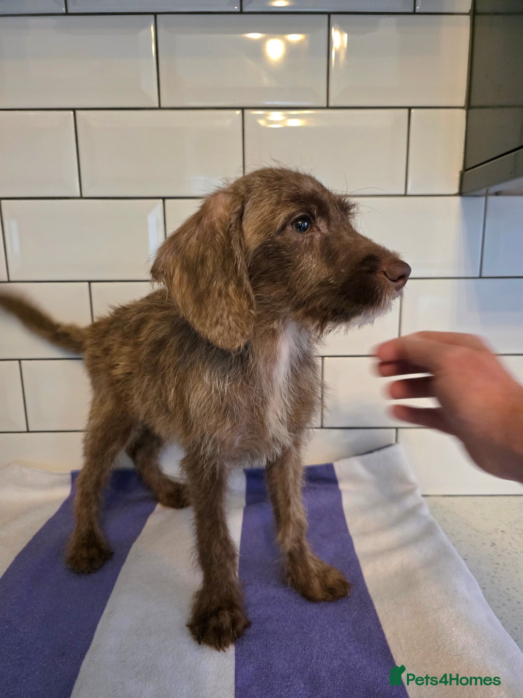 Labradoodle dogs for sale: £550 unreal pups 😊 F1 miniature labradoodles in South Shields - Image 6