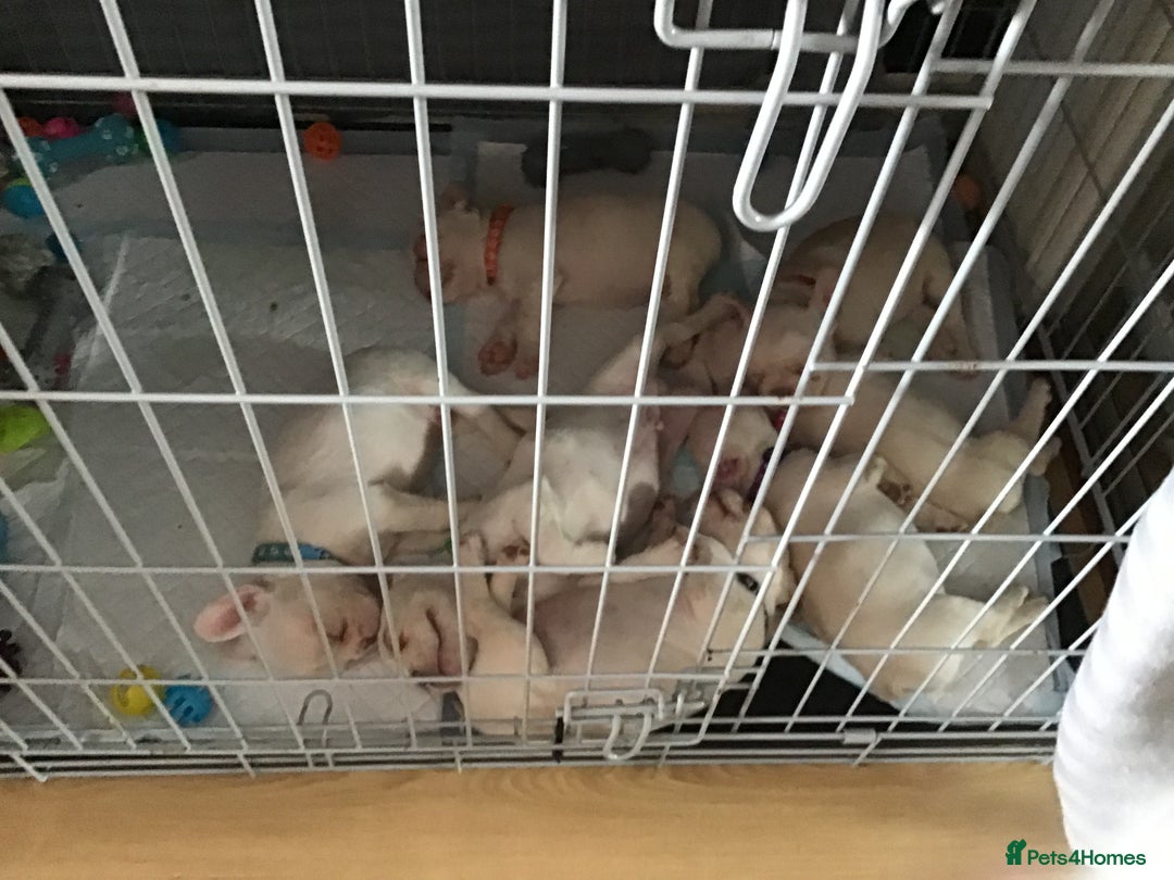 French Bulldog dogs for sale: French bulldog puppies  - Image 24