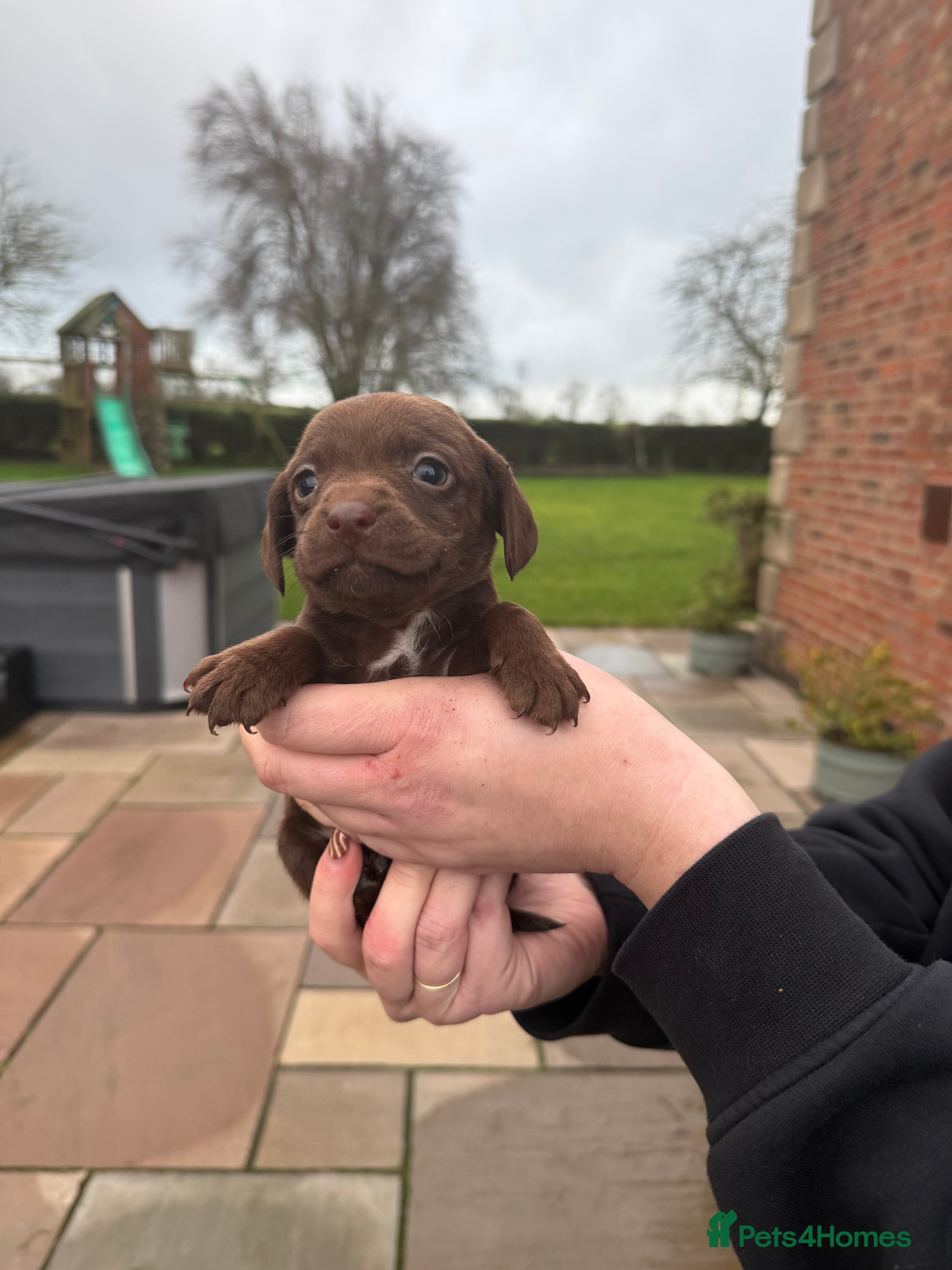 Mixed Breed dogs COCKER SPANIEL X PATERDALE TERRIER - Advert 12